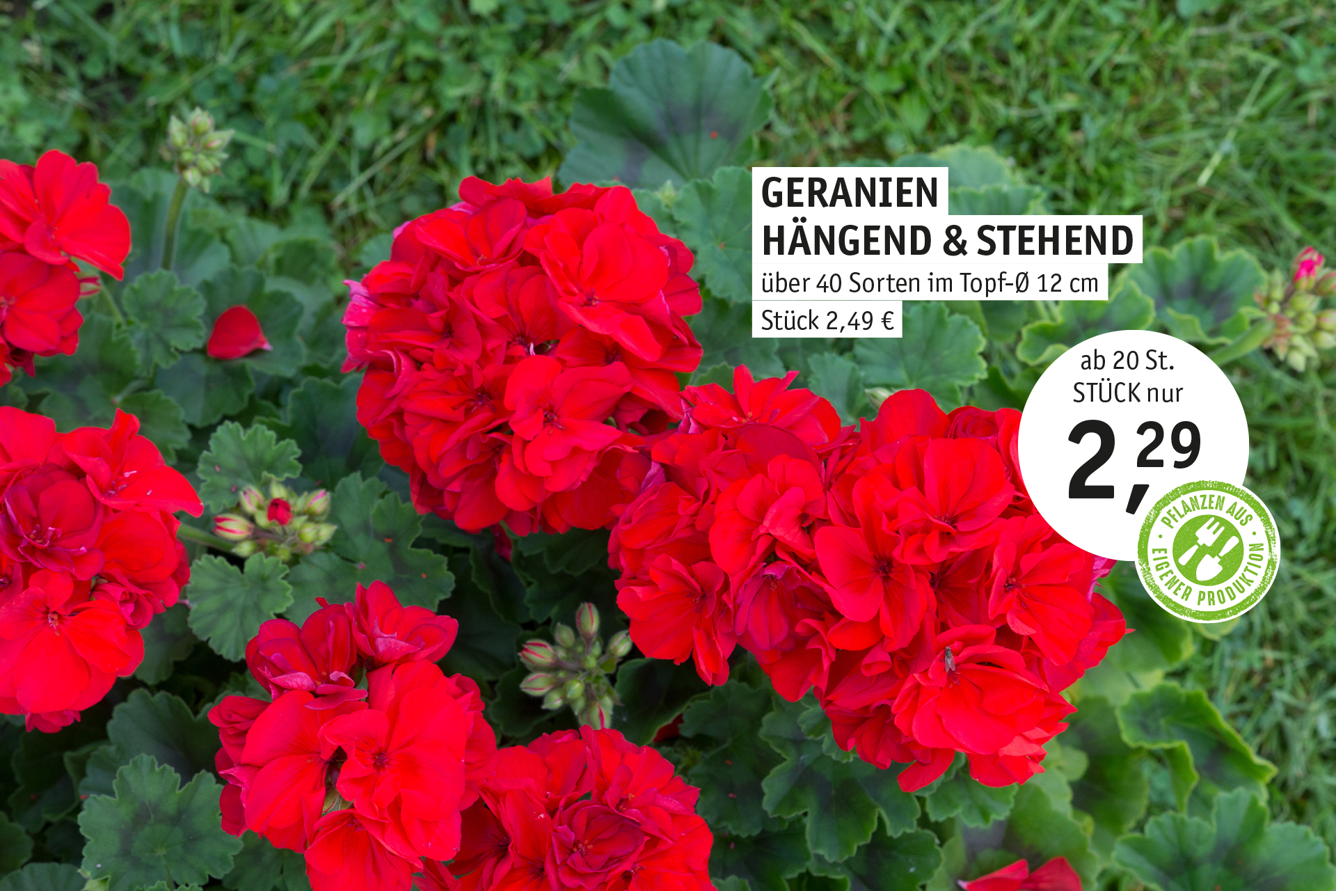 Blumen Decker Ihr Gartencenter in Achern