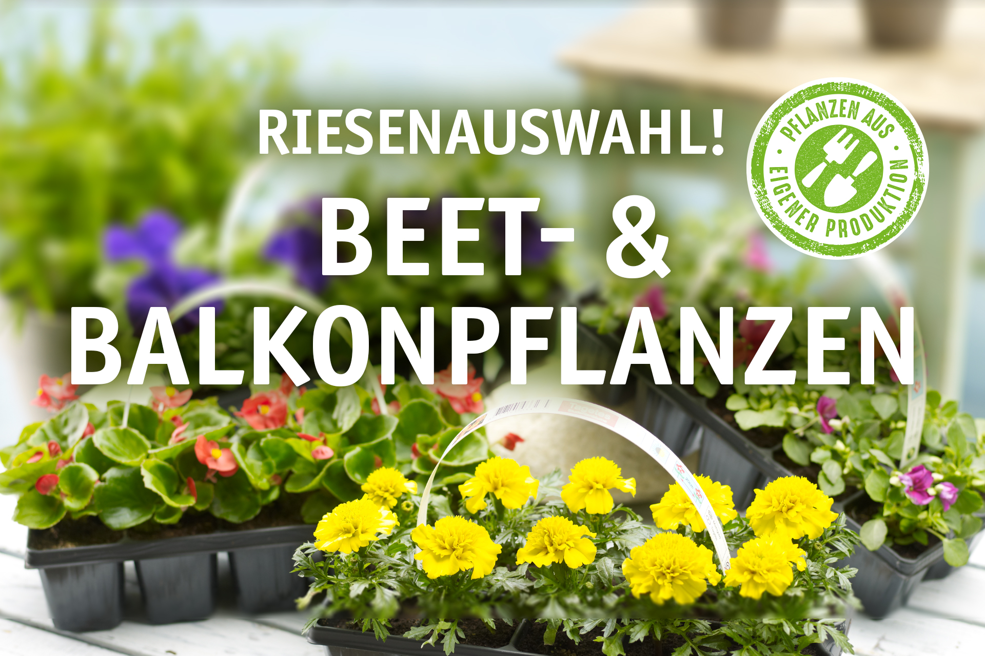 Blumen Decker Ihr Gartencenter in Achern