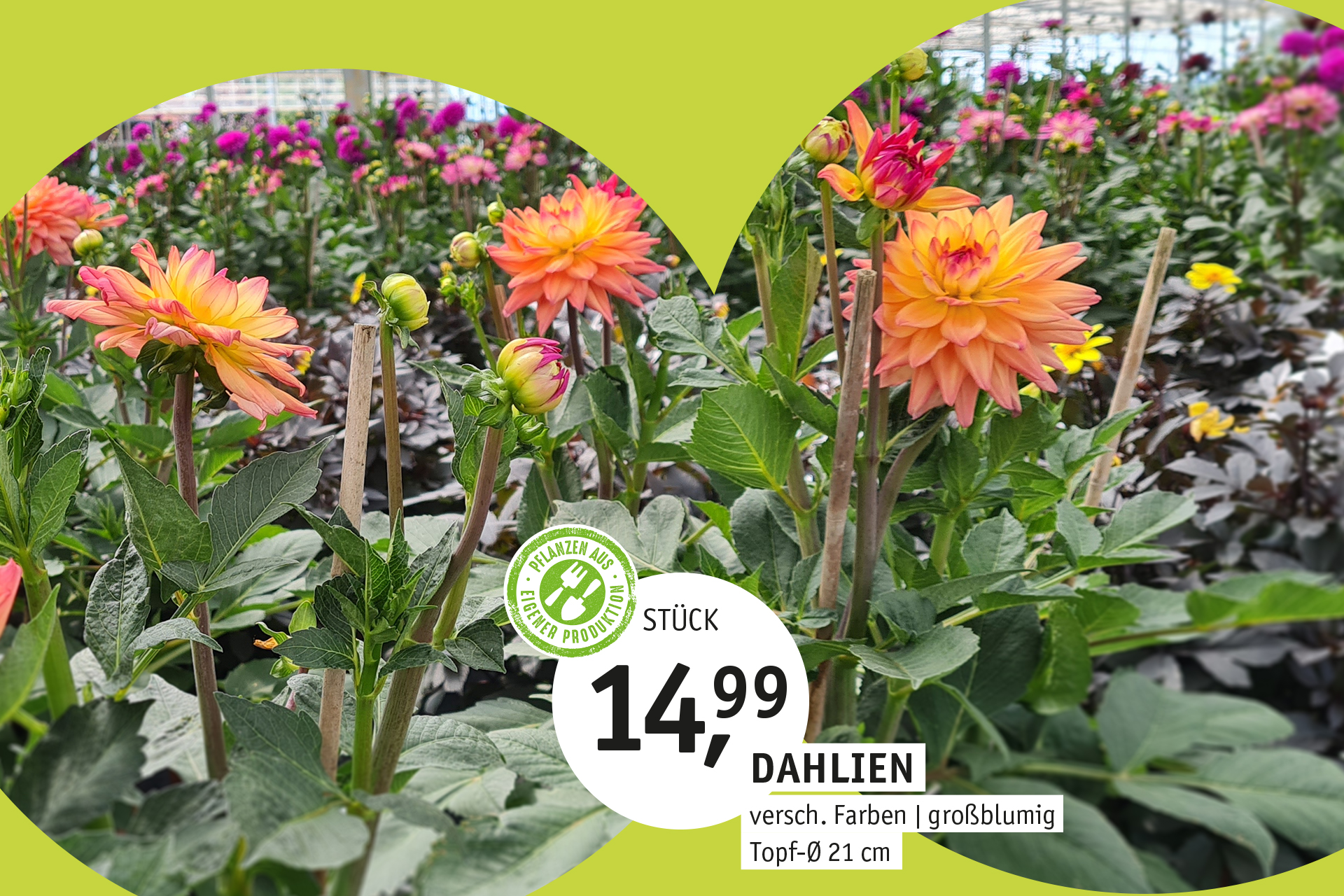 Blumen Decker Ihr Gartencenter in Achern
