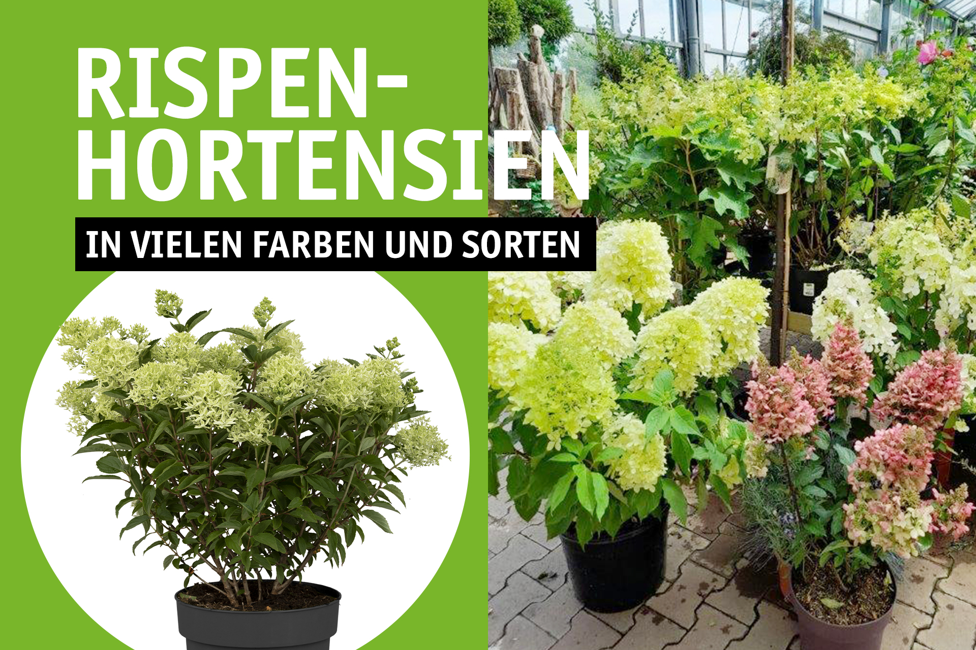 Blumen Decker Ihr Gartencenter in Achern