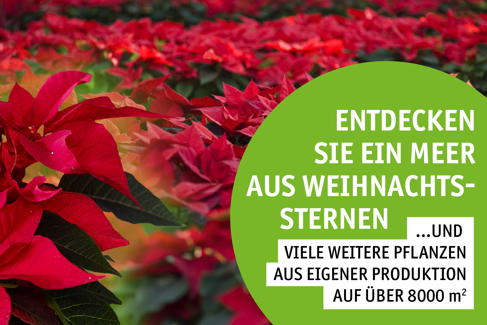 Blumen Decker Ihr Gartencenter in Achern