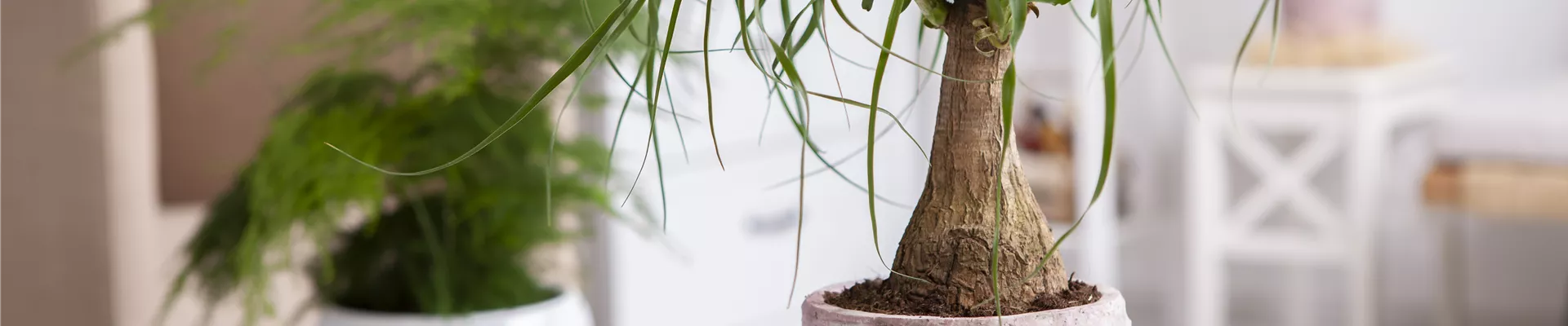 Beaucarnea recurvata