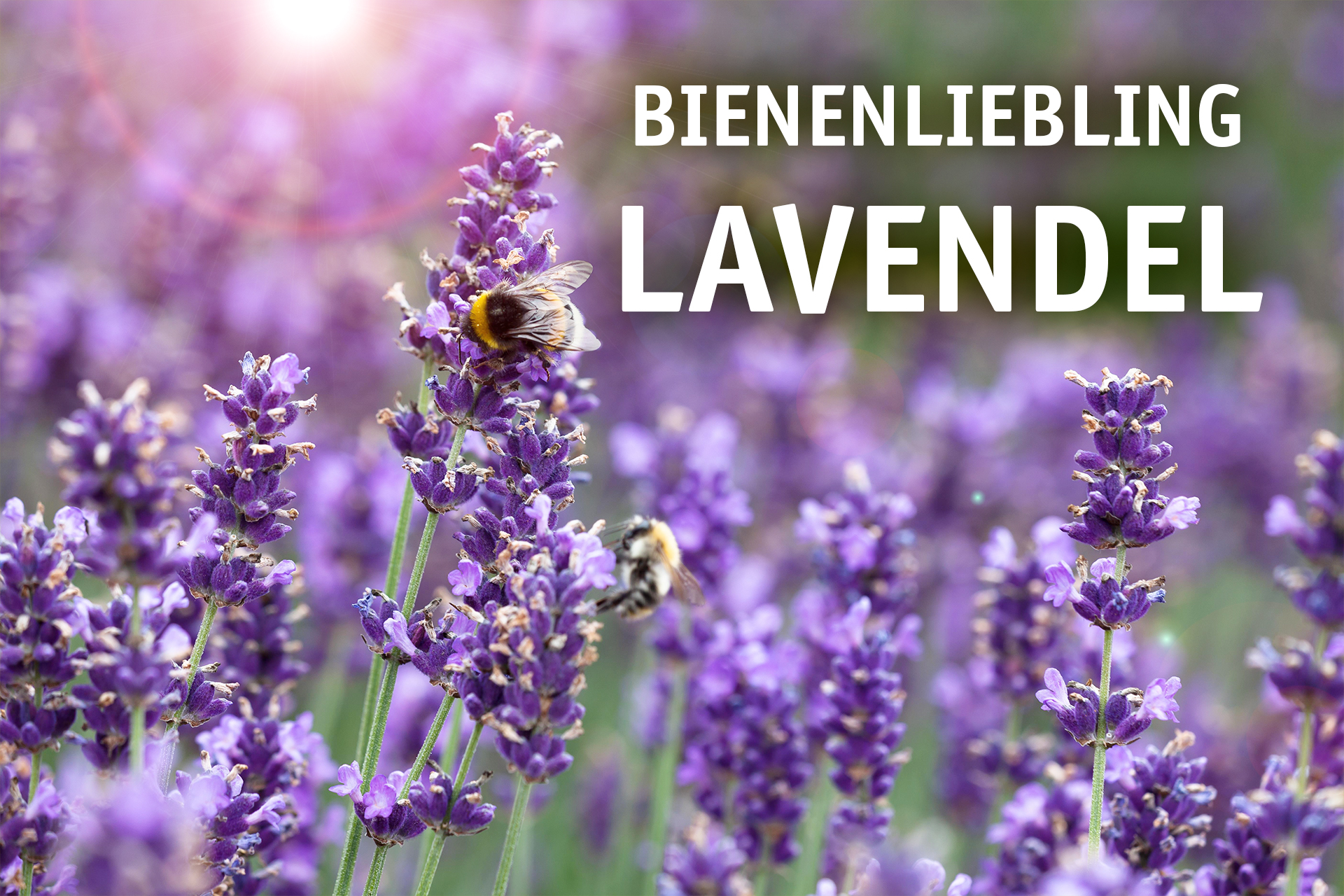 Lavendel-1.jpg