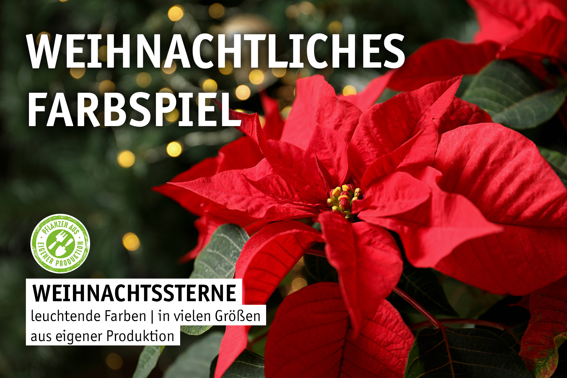 Blumen Decker Ihr Gartencenter in Achern