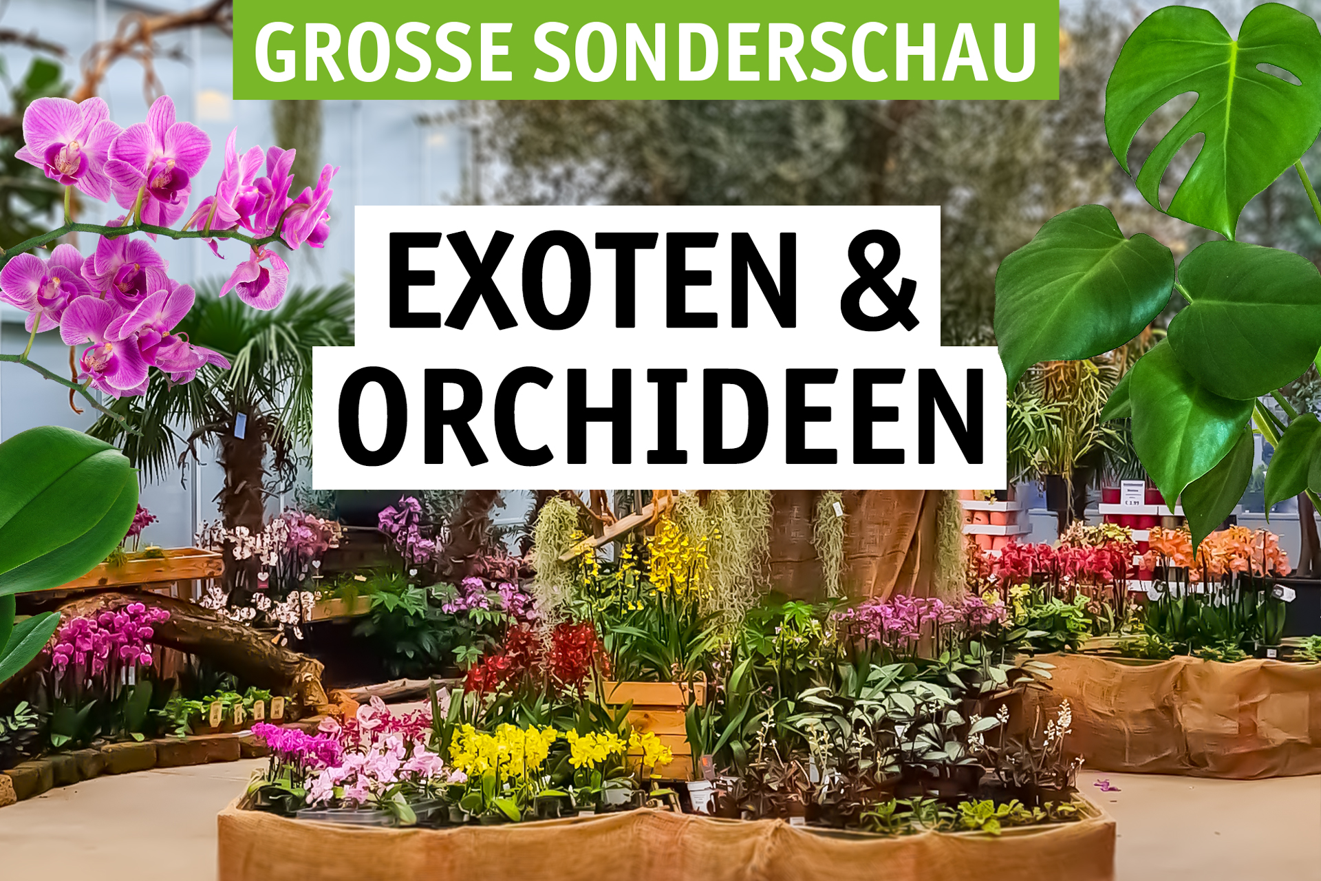 Blumen Decker Ihr Gartencenter in Achern
