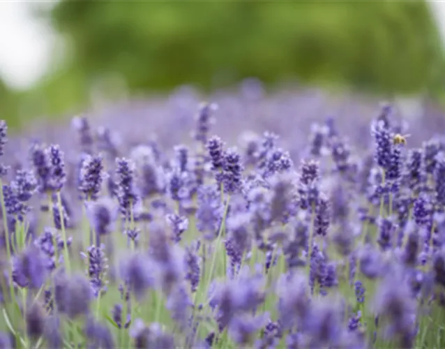 PFLANZE DES MONATS JUNI: LAVENDEL