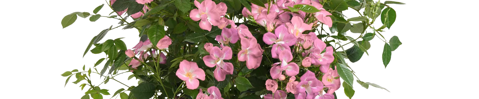 Strauchrose Rosy Boom®