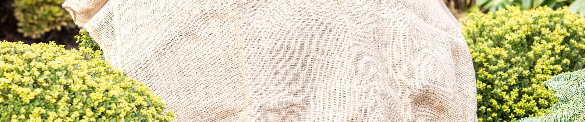 Frostschutz - Jutesack auf immergrünen Pflanzen