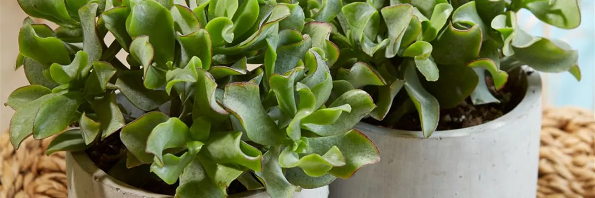 Crassula