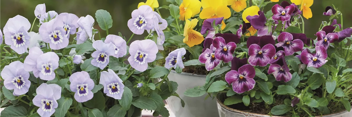 WIR LIEBEN DEN FRüHLING! 