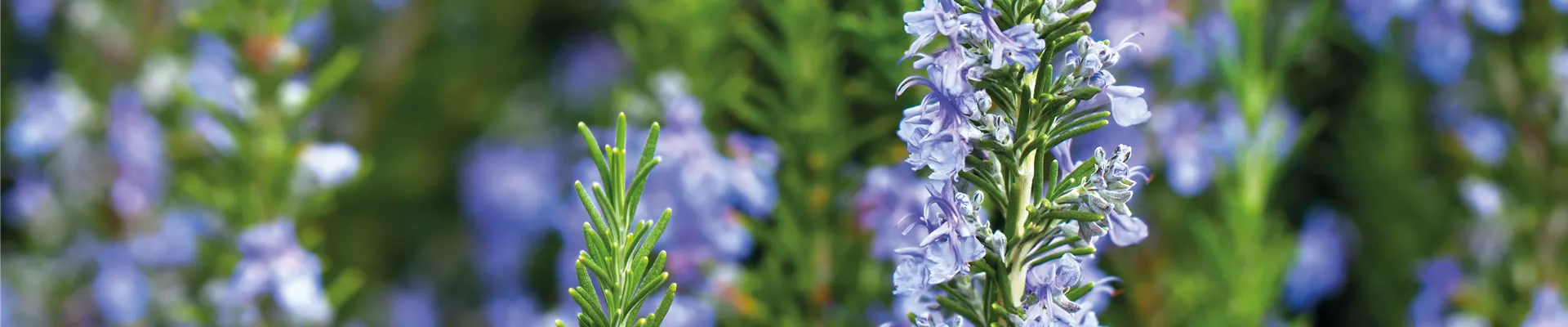 PFLANZE DER WOCHE: ROSMARIN