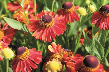 PFLANZE DES MONATS SEPTEMBER: SONNENBRAUT