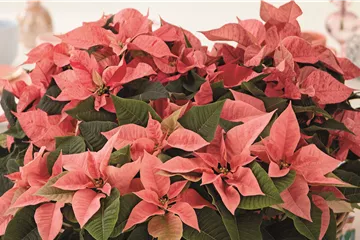 KLASSISCHE WEIHNACHTEN!