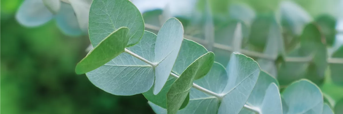 PFLANZE DES MONATS NOVEMBER: EUKALYPTUS