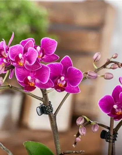Pflanze des Monats Januar: Orchidee