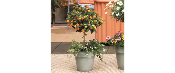 SOMMERLICHE BLÜTENPRACHT!