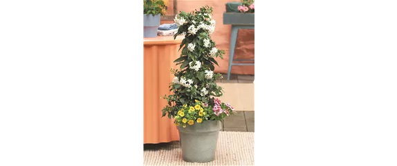 SOMMERLICHE BLÜTENPRACHT!