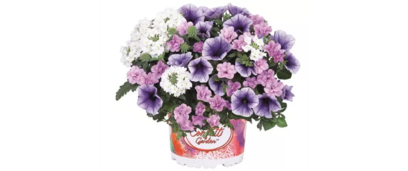 URLAUB AUF DEM BALKON! 