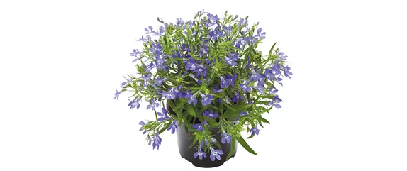 URLAUB AUF DEM BALKON! 