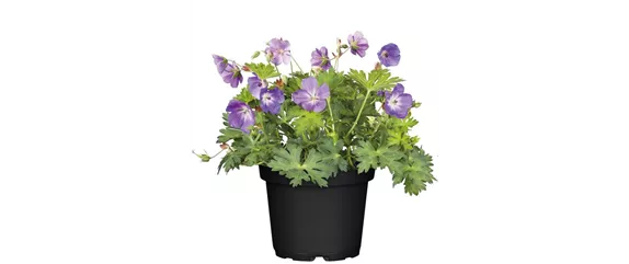 ELEGANTER ROSENGARTEN! 