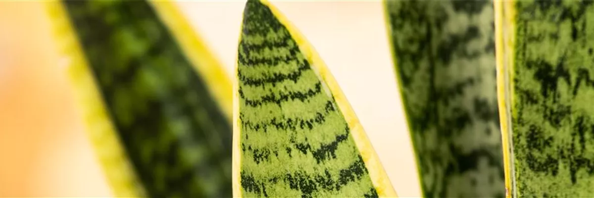 Sansevieria trifasciata