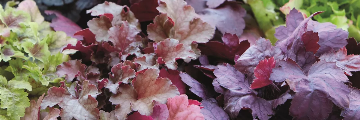 FARBEN VOLLER HERBSTGEFÜHL! 