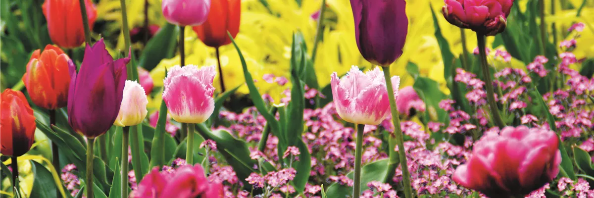 FRüHLING BEGINNT IM HERBST!