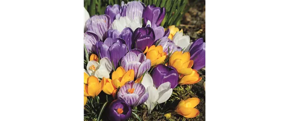 FRüHLING BEGINNT IM HERBST!