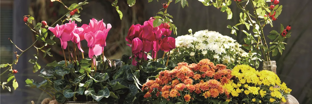 BUNTE HERBSTFREUDE!