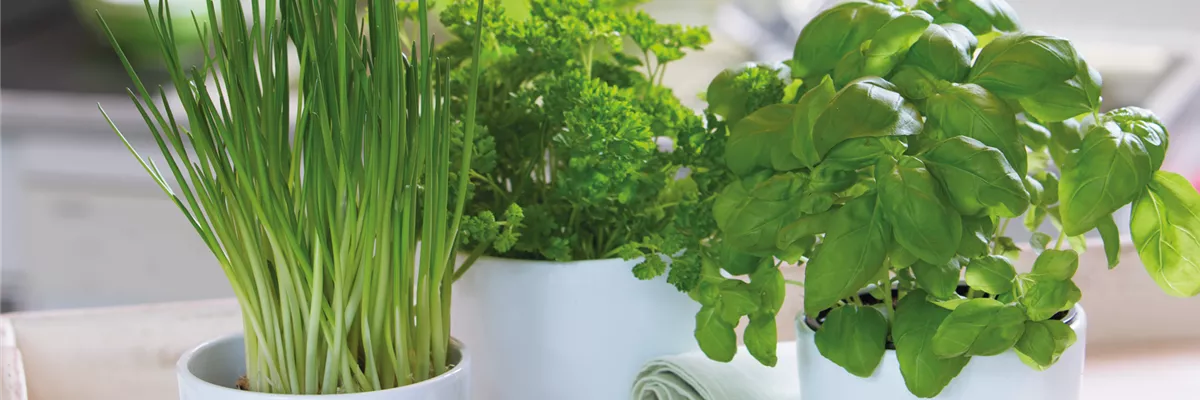 WIE GEHT... KüCHENKRäUTER