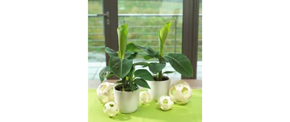 GRÜNER WOHNEN!  GRÜNER WOHNEN!
