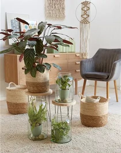 RAUMKLIMA MIT ZIMMERPFLANZEN!