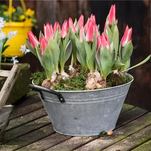 TULPE