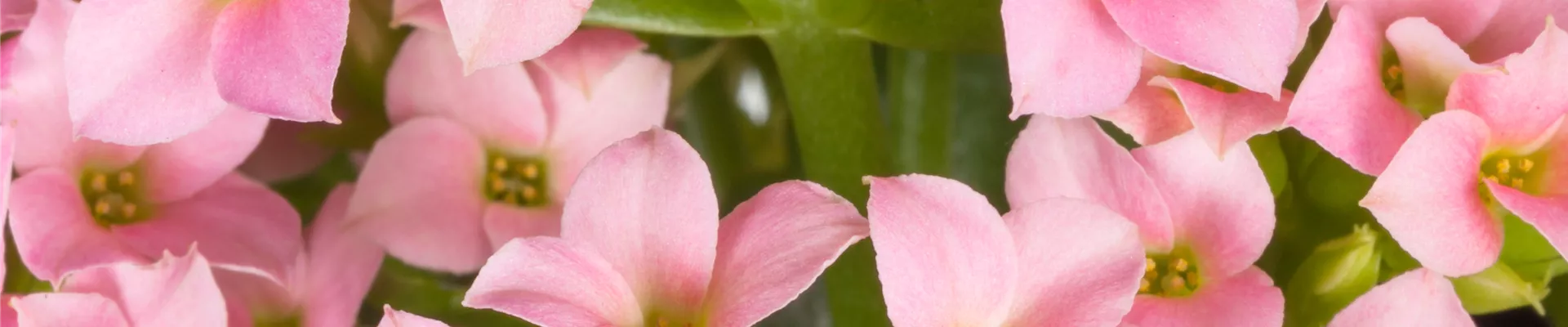 Kalanchoe blossfeldiana