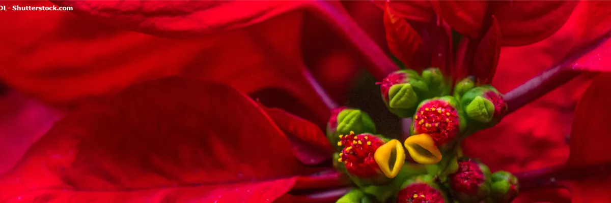 PFLANZE DES MONATS DEZEMBER: WEIHNACHTSSTERN