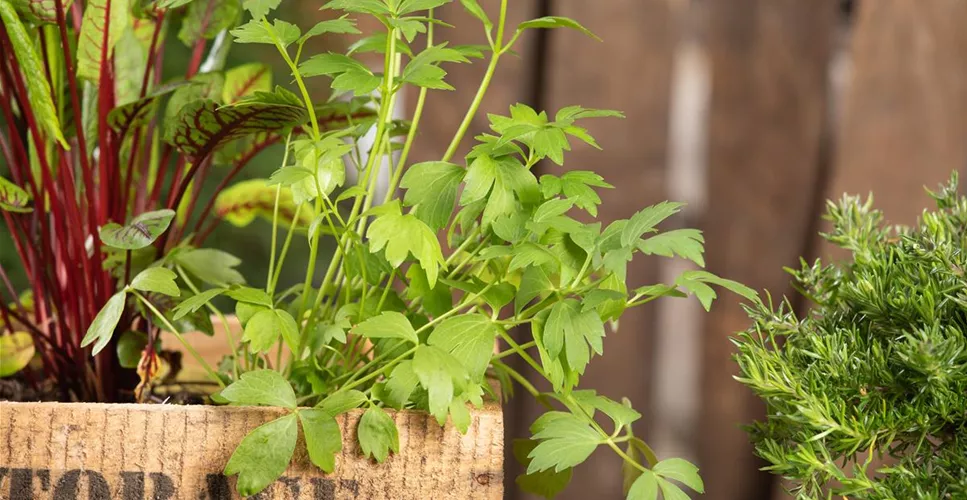 KRäUTER AUF DEM BALKON!