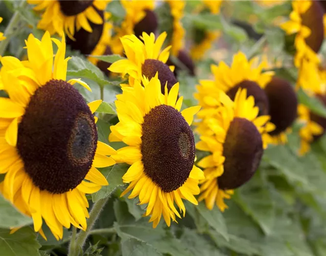 DIE TOP 8 DER HERBSTBLUMEN