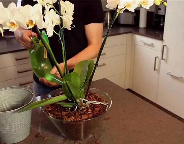 Orchidee - Einpflanzen in ein Gefäß