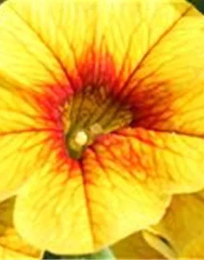 PFLANZE DES MONATS MAI: ZAUBERGLÖCKCHEN