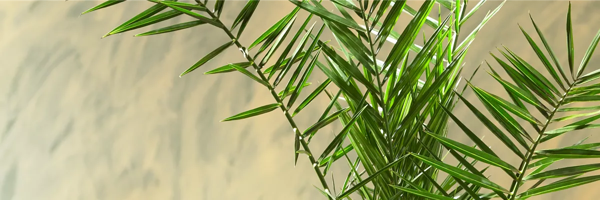 KANARISCHE DATTELPALME