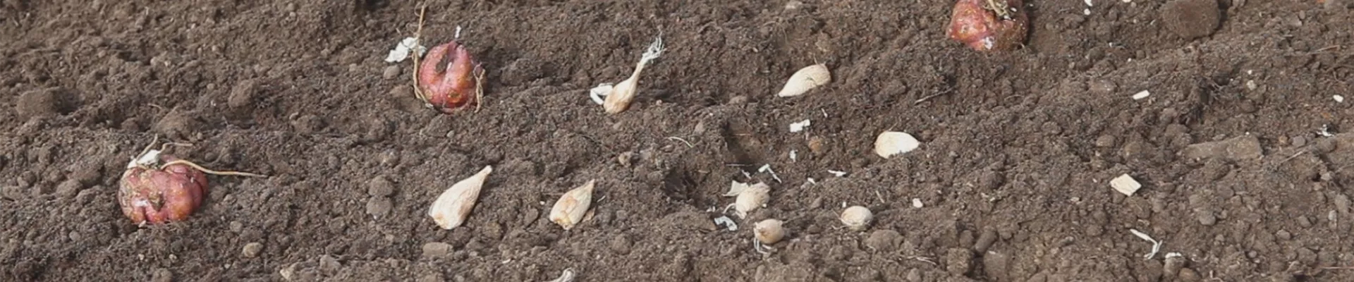 Blumenzwiebeln - Einpflanzen im Garten (thumbnail)