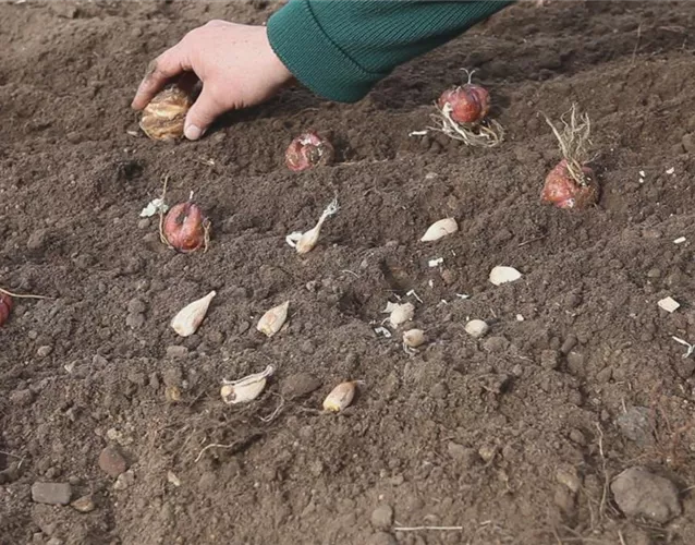 Blumenzwiebeln - Einpflanzen im Garten