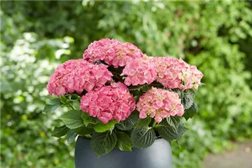 Hortensie