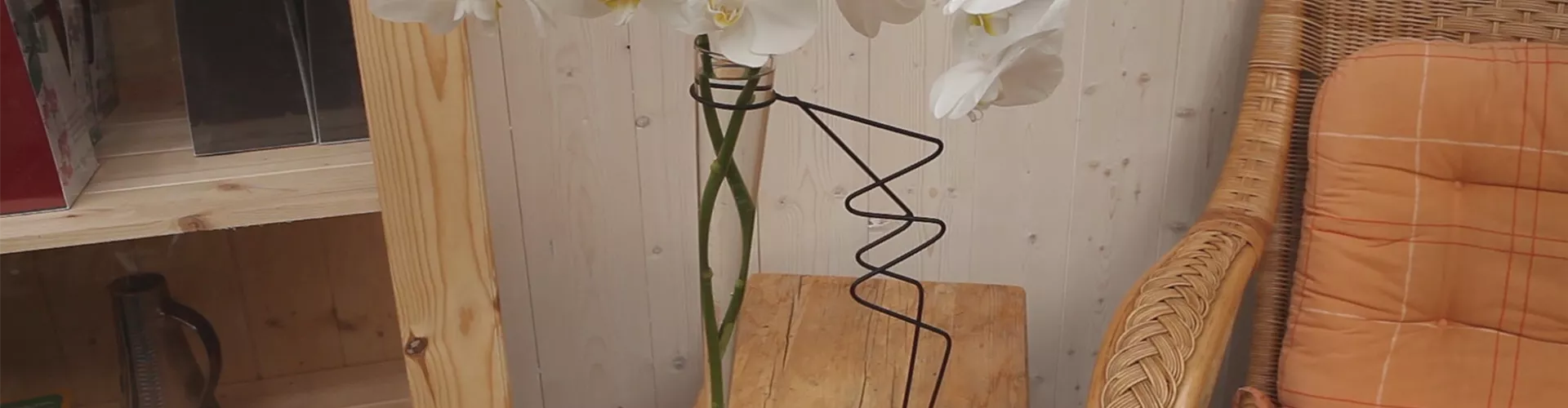 Orchidee - Anschneiden für den Heimgebrauch (thumbnail)