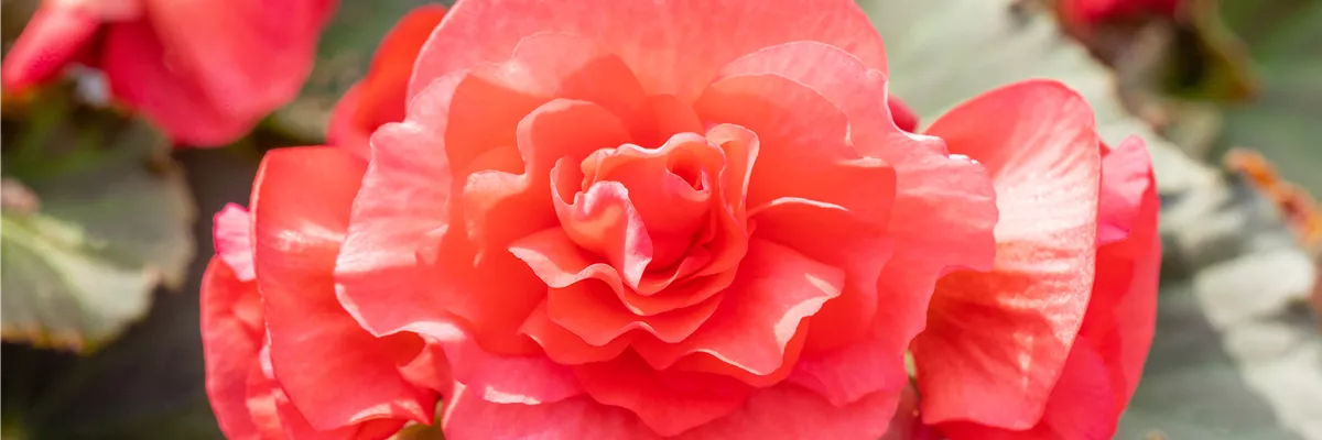 Begonia elatior 'Sunpleasure® Rose'
