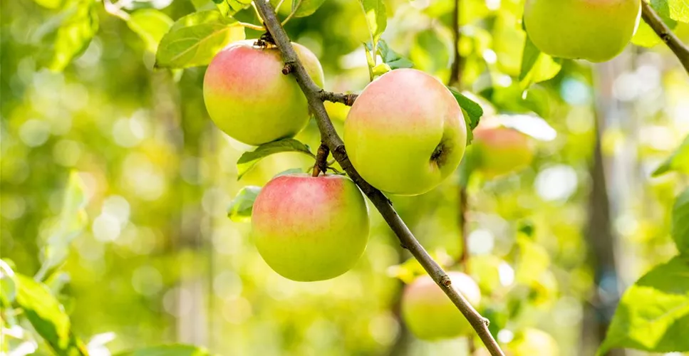 STREUOBSTWIESE - GESUNDHEIT ZUM SELBERPFLüCKEN