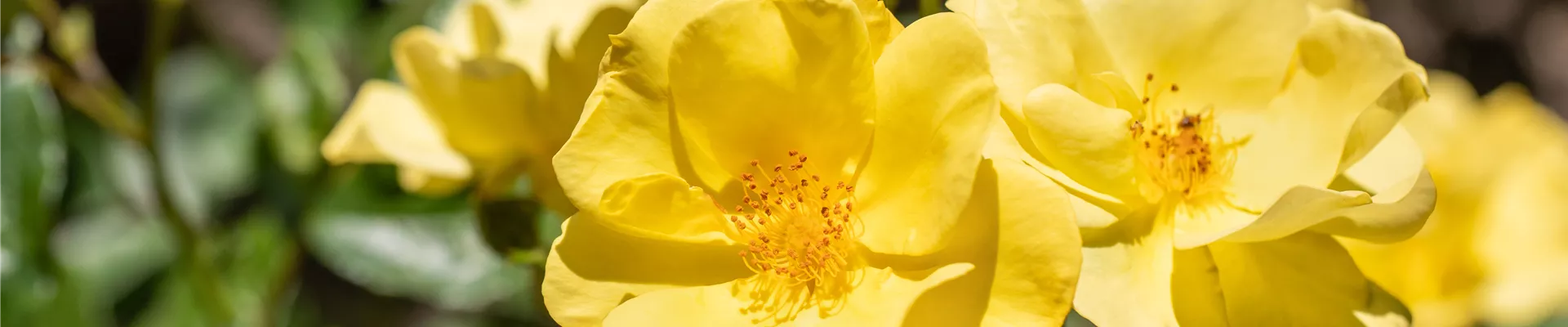 Bodendeckerrose, gelb