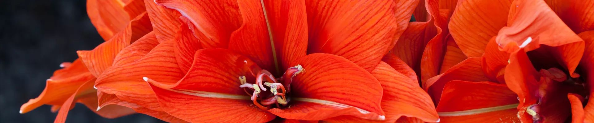 Hippeastrum 'Celica'®