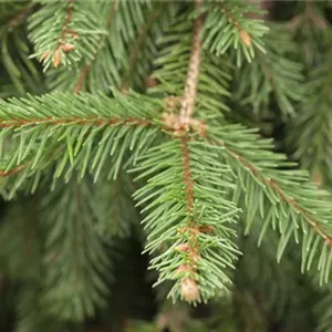 FICHTE ALS WEIHNACHTSBAUM FICHTE ALS WEIHNACHTSBAUM
