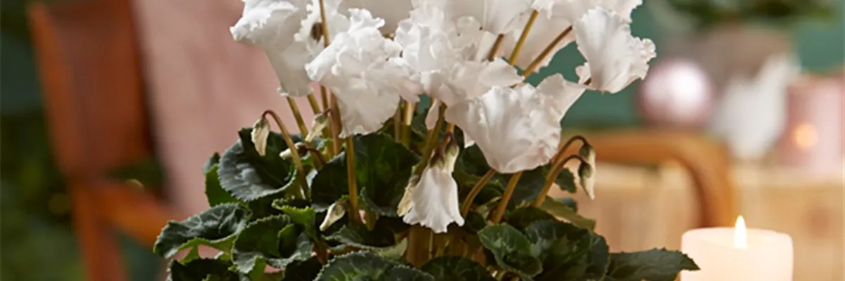 WIR KÖNNEN WEIHNACHTEN!